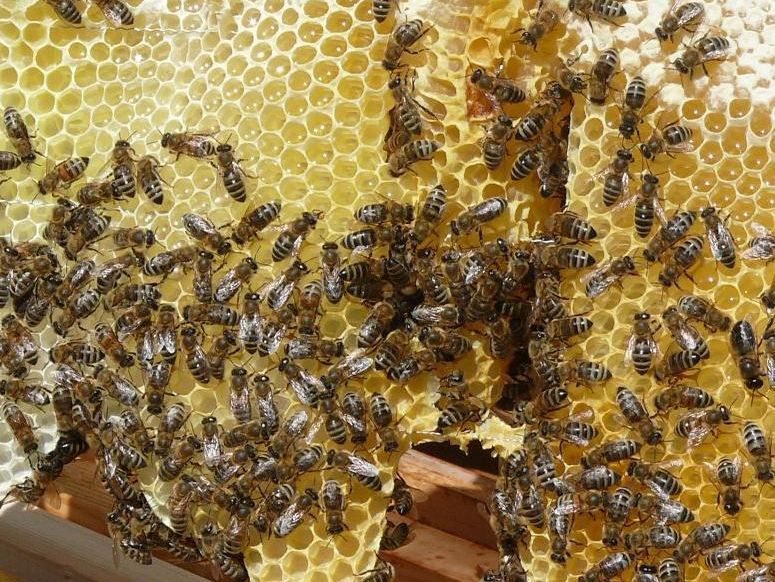 Foto: Staatliche Schlösser und Gärten Baden-Württemberg, Joachim Moll Kloster Schussenried, Bienenvolk im Klostergarten